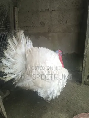 White Male Turkey