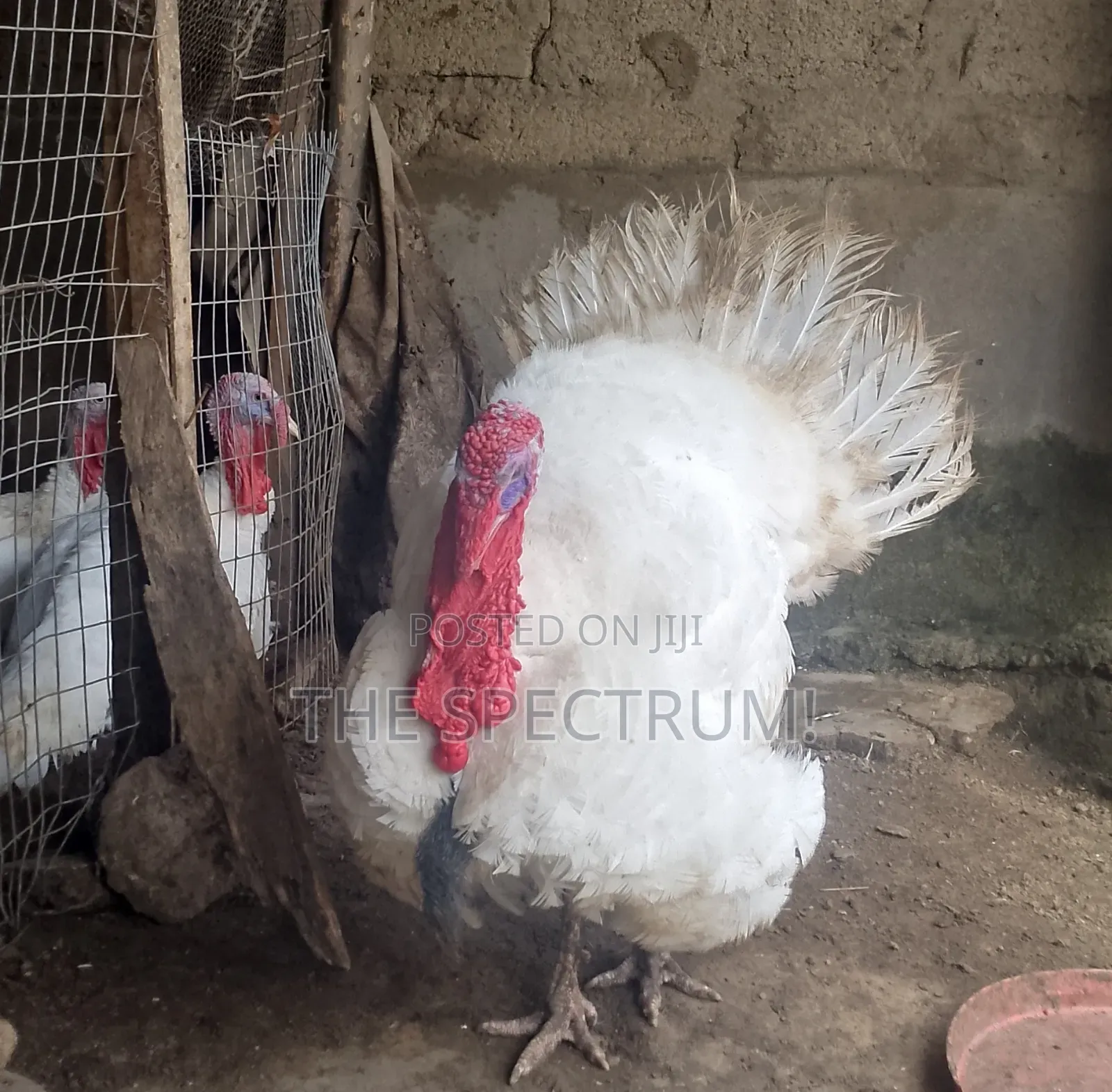 White Male Turkey