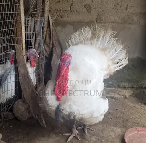 White Male Turkey