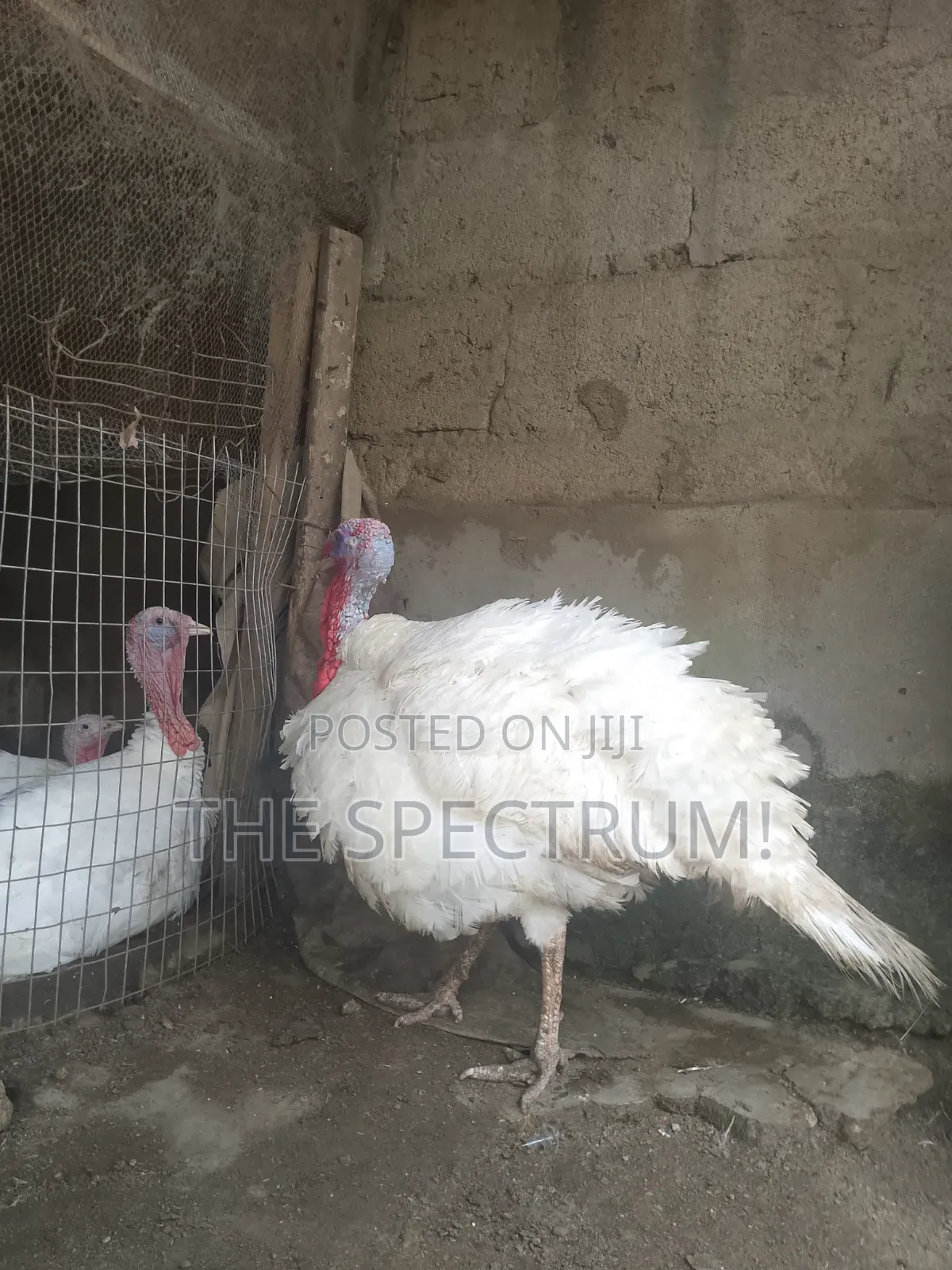 White Male Turkey