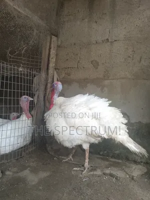 White Male Turkey