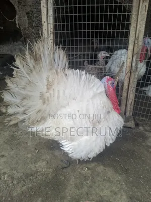 White Male Turkey