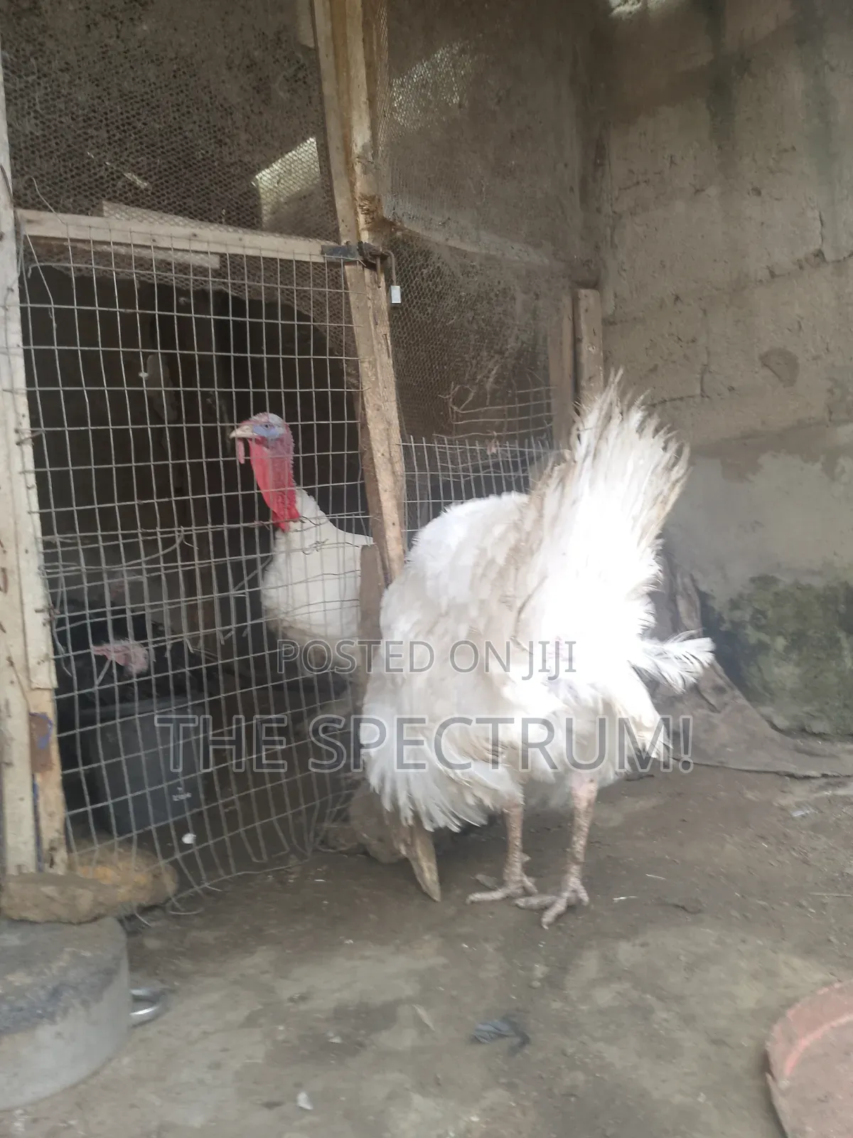 White Male Turkey