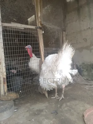 White Male Turkey