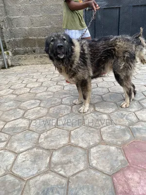 1+ year Female Purebred Caucasian Shepherd