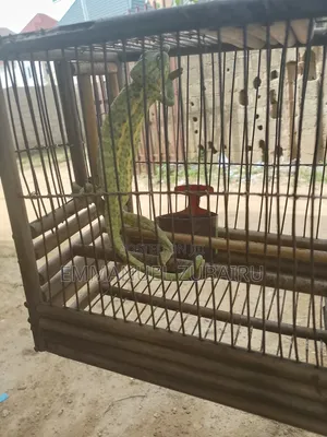 Graceful Chameleon