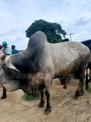 Fresh Cow Meat