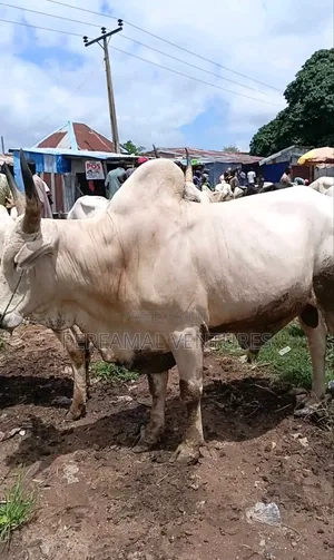 Fresh Cow Meat