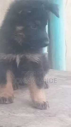 1-3 months Male Mixed Breed German Shepherd