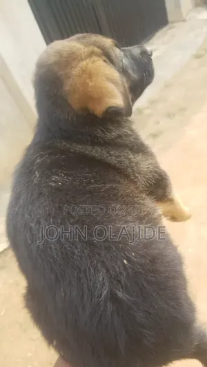 1-3 months Male Purebred German Shepherd