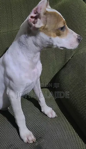 3-6 months Male Purebred American Pit Bull Terrier