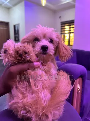 1+ year Female Purebred Lhasa Apso