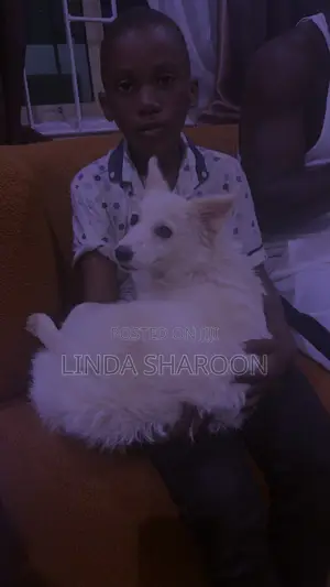 6-12 months Male Purebred American Eskimo