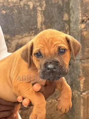 1-3 months Female Purebred Boerboel