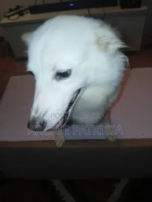 1+ year Female Purebred American Eskimo