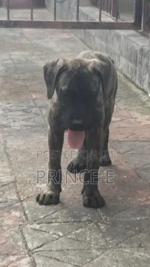 1-3 months Male Purebred Boerboel