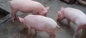 Pure Large White Weaners