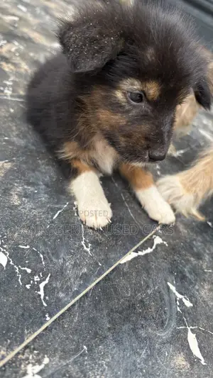 1-3 months Male Mixed Breed Miniature Schnauzer