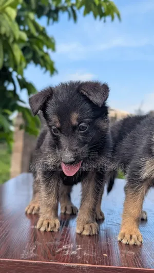 1-3 months Female Purebred German Shepherd