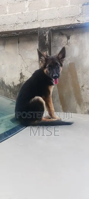 3-6 months Female Purebred German Shepherd