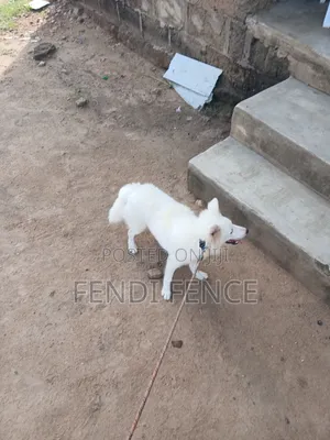 6-12 months Male Purebred American Eskimo