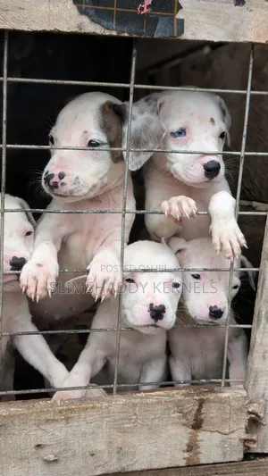 1-3 months Female Purebred American Pit Bull Terrier