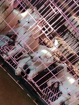 3-6 months Male Purebred American Eskimo