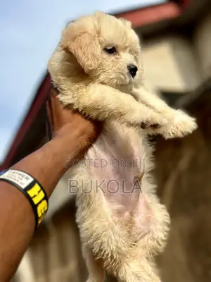 1-3 months Male Purebred Lhasa Apso