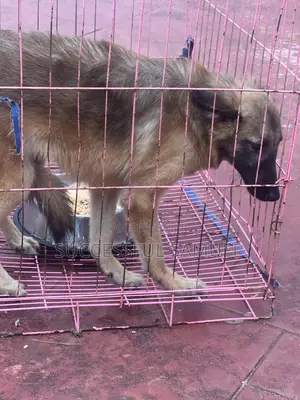 1-3 months Female Purebred German Shepherd