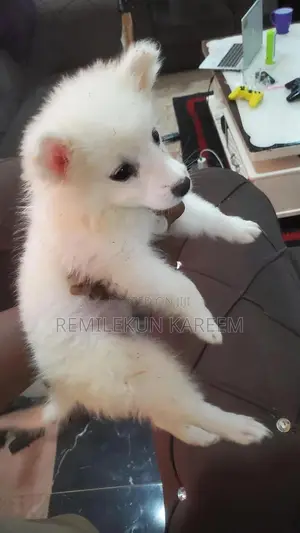 1-3 months Female Purebred American Eskimo