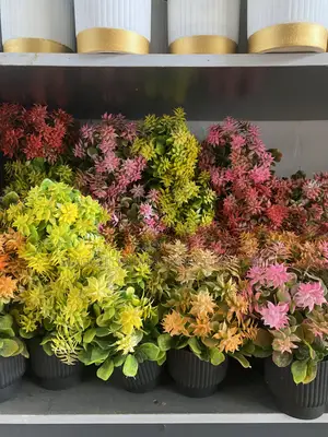 Cup Flowers