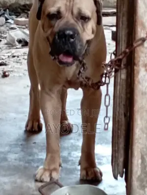1+ year Male Purebred Boerboel