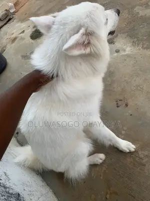 1+ year Male Purebred American Eskimo