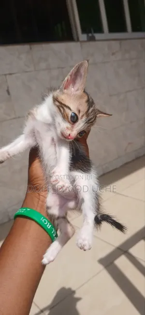 0-1 month Male Mixed Breed American Shorthair