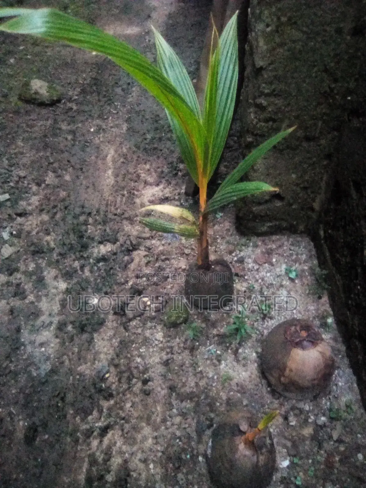 Coconut Plant