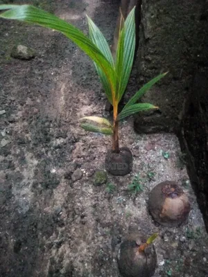 Coconut Plant