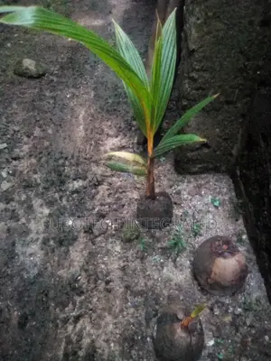 Coconut Plant