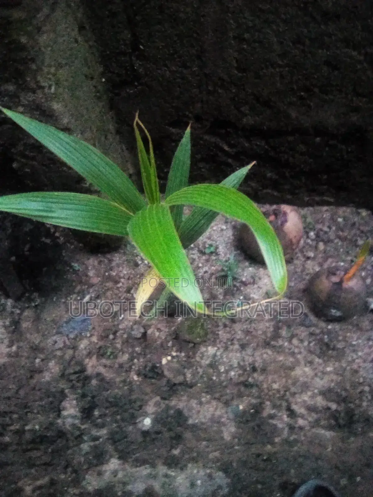 Coconut Plant