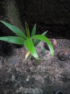 Coconut Plant