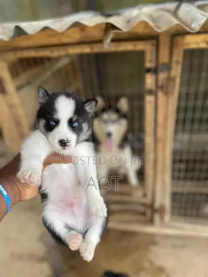 1-3 months Male Purebred Siberian Husky