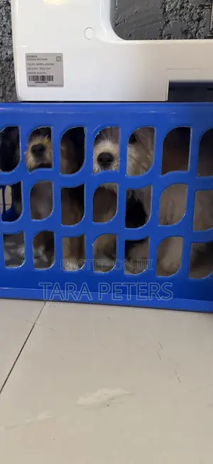 1-3 months Female Purebred Lhasa Apso