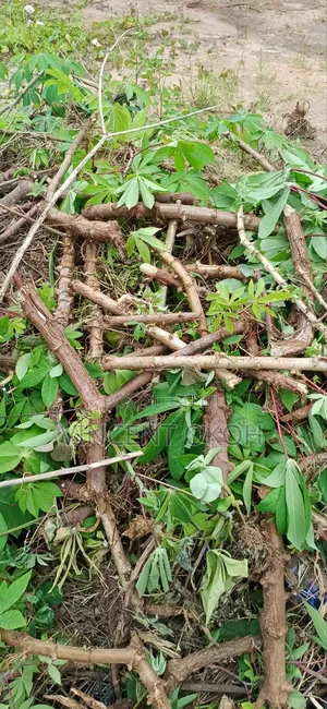 Cassava Stem Good One