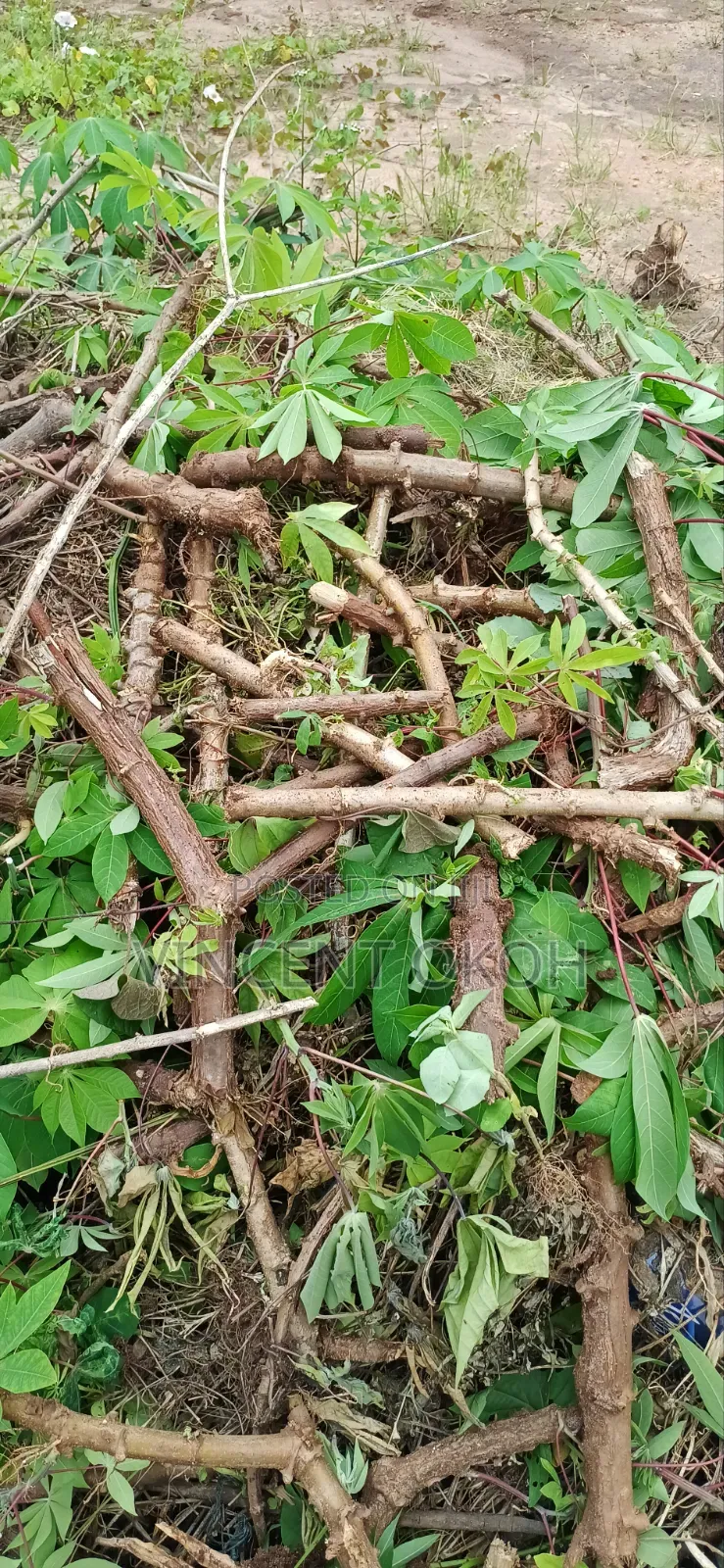 Cassava Stem Good One
