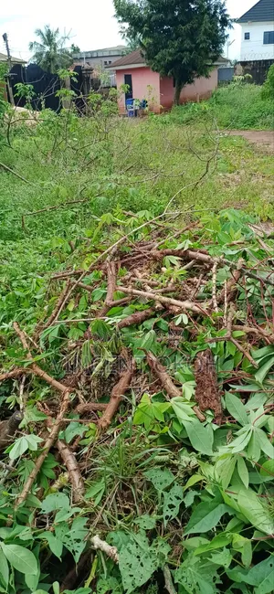 Cassava Stem Good One