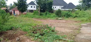 Cassava Stem Good One