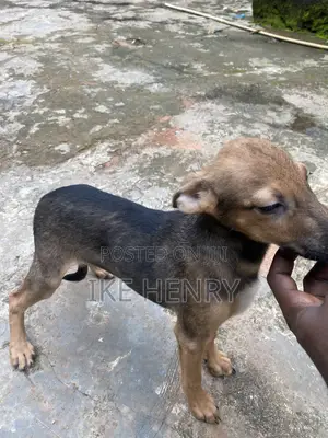 3-6 months Male Mixed Breed German Shepherd
