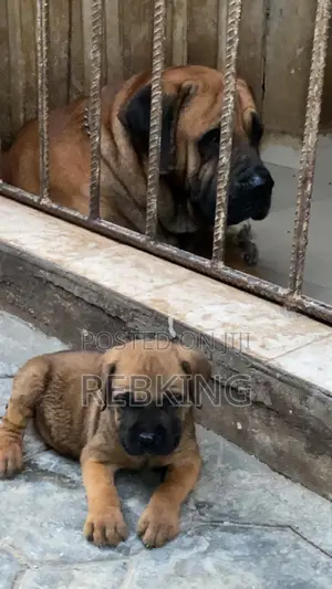 1-3 months Female Purebred Boerboel