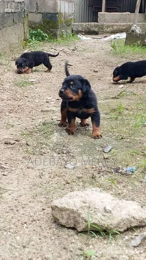0-1 month Male Purebred Rottweiler