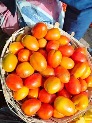 UTC TOMATOES (1st Grade)