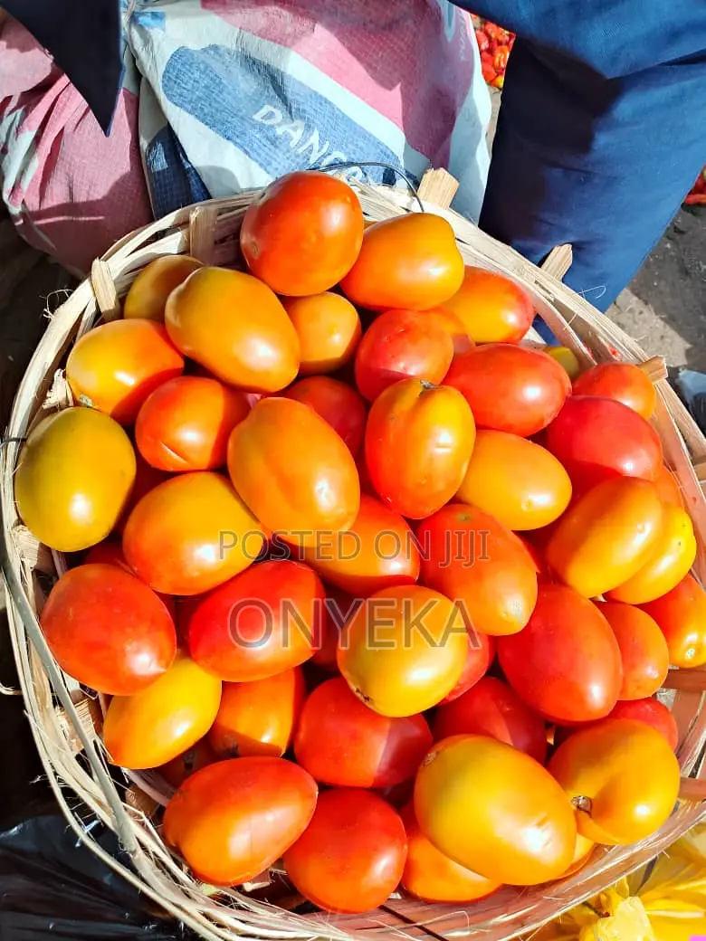 UTC TOMATOES (1st Grade)